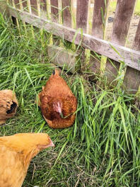 Chickens in garden