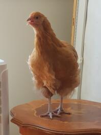 A buff orpington chicken called Ginger standing on a podium.