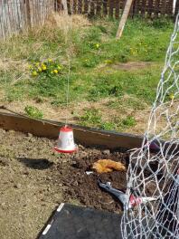 Orpington chicken using a dust bath.