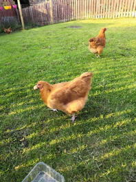 Chickens in garden