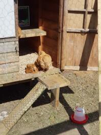 Chickens enjoying the sun.