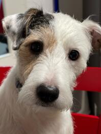 A close up of a Parson Russell Terrier dog.
