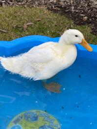 A Peking Duck in a paddling pool.