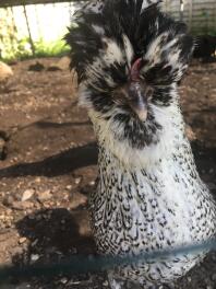 Close up of chicken