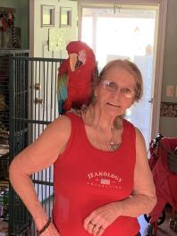 A large parrot perching on a woman shoulder.