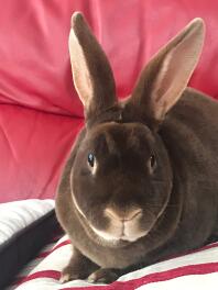 Hazel the rex rabbit