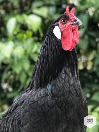 a black and red rooster in a garden