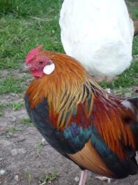 My rosecomb bantam 