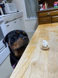 A Rottweiler looking at a treat on the counter.