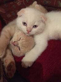 Marcus and nicholas