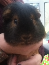 Guinea Pig