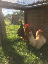 two chickens inside a wire enclosure