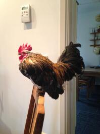 a chicken stood on the back of a wooden chair inside a house