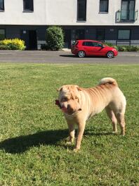 a brown dog on a lawn holding a toy