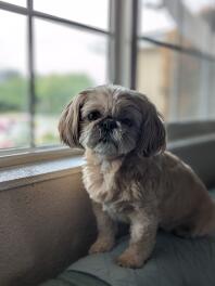 A Shih tzu sitting on sofa.