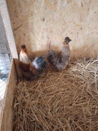 Two Silkies in their enclosure