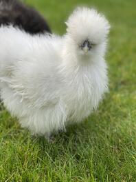 White Silkie Chicken