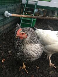 Chickens in the run of Omlet Eglu Cube Large Chicken Coop and Run