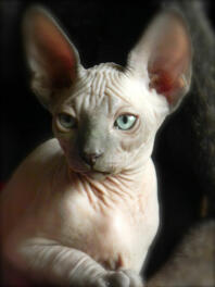 A sphynx cat with beautiful large ears.