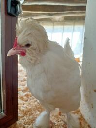A white Sultan hen in a coop.