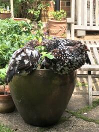 three chickens in a flower pot in a garden