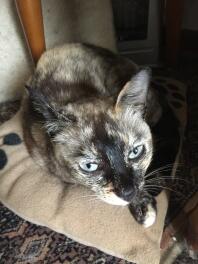 Cat laying down on cushion