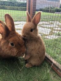 Rabbits in run