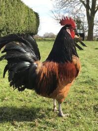 Chicken in garden