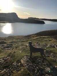 a weimaraner dog on a walk on a rocky hill by the sea