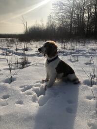 a welsh springer spaniel sat in the snow on a sunny day