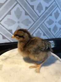 A 1 week old welsummer chick.