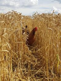 Chicken in corn field