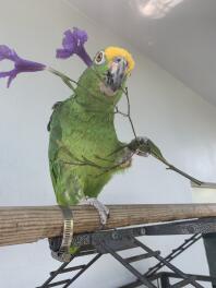 Yellow Crowned Parrot Sitting on perch