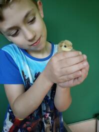 Child holding chick