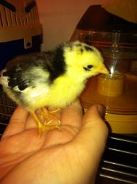 A 1 week old ancona chick.