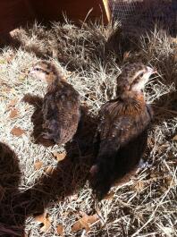 two young chicks walking in hay