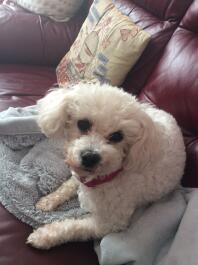 Bichon Frise Dog on sofa