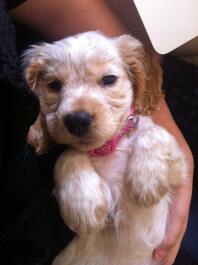 a brown and white puppy lying in its owners arms