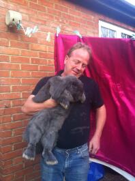 a man holding a large grey flemish rabbit