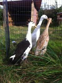 black white and brown Indian runner ducks in a garden