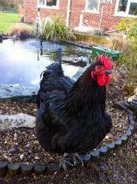 A jersey giant chickens - a really beauty!