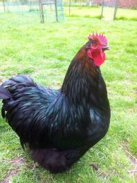 A black jersey giant chicken.