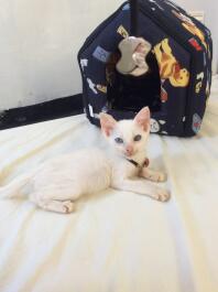 a small white kitten lying on a blanket next to an animal bed