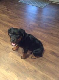 Little rottie girl!