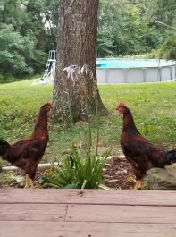 My chickens 