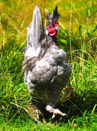 A blue appenzeller spitzhanben cockerel.