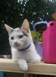 cat lying down with a collar and a bell