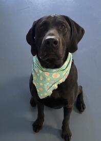 A dog wearing a scarf.