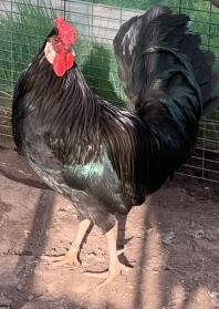 Black Marsh Daisy Cockerel with green feather undertone.