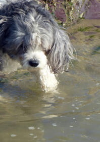 Bo hates swimming :(